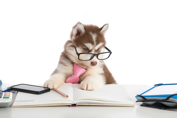 Cute siberian husky puppy in glasses working